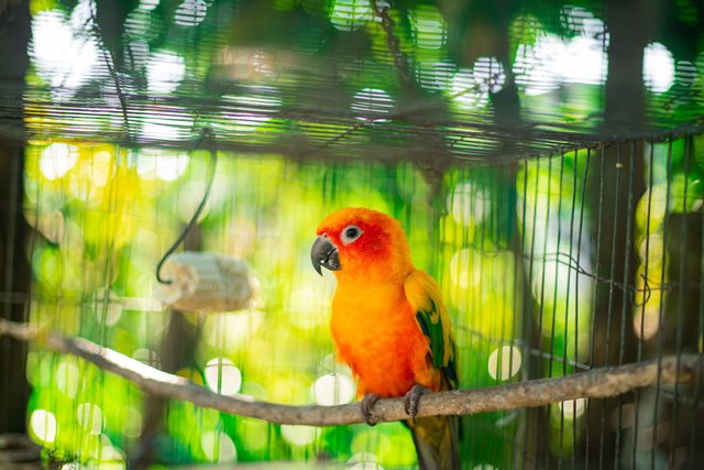 5 Burung yang Tepat untuk Peliharaan Keluarga