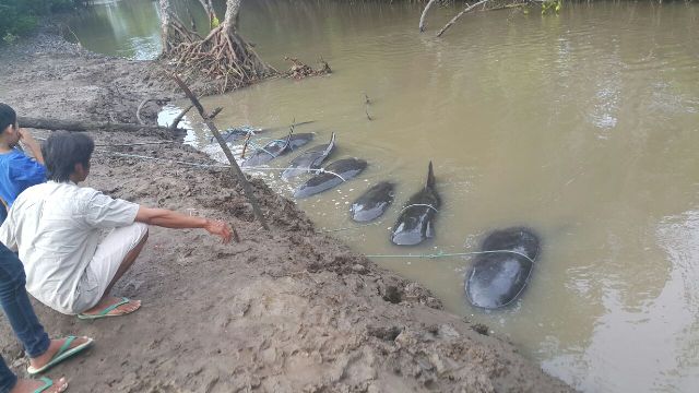 Sempat Terdampar, 24 Ikan Paus Dikembalikan ke Laut