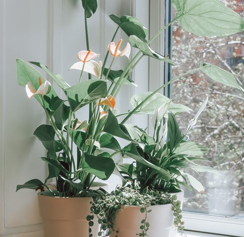 tanaman yang baik di kamar tidur