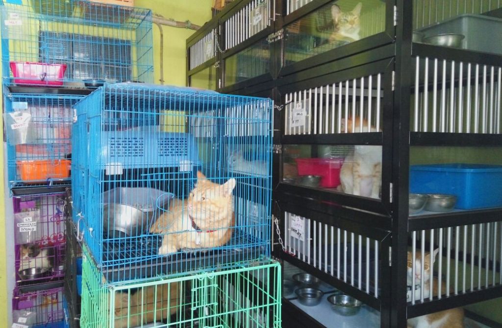 Lebaran Bersama Kucing di Meeow House