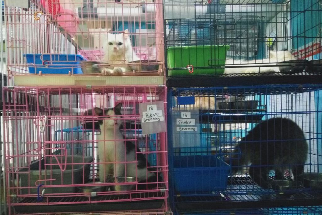 Lebaran Bersama Kucing di Meeow House