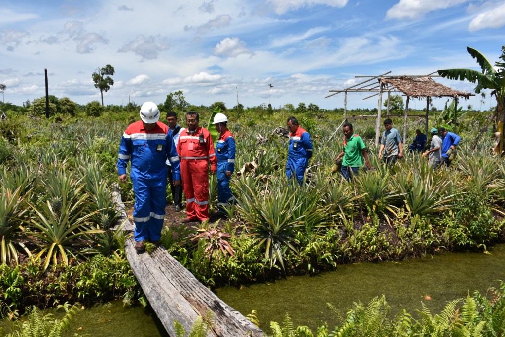 Buah Nanas, Obat Luka Kebakaran Lahan di Sei Pakning