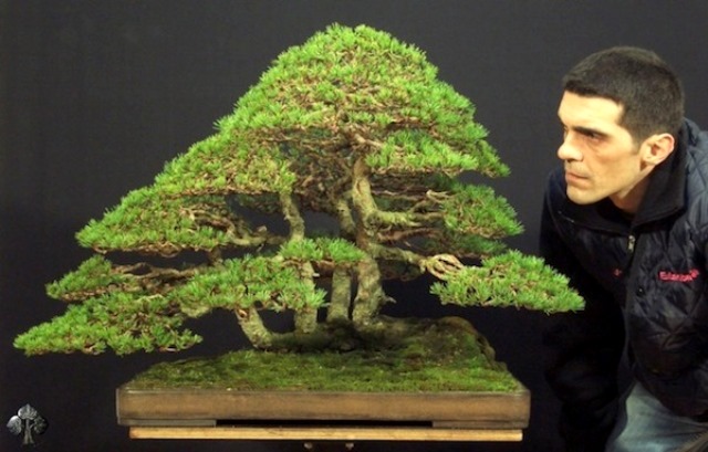 cara merawat bonsai
