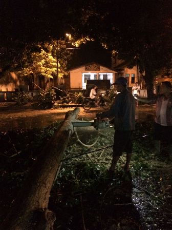 Pohon Bertumbangan di Medan Usai Hujan Deras dan Angin Kencang