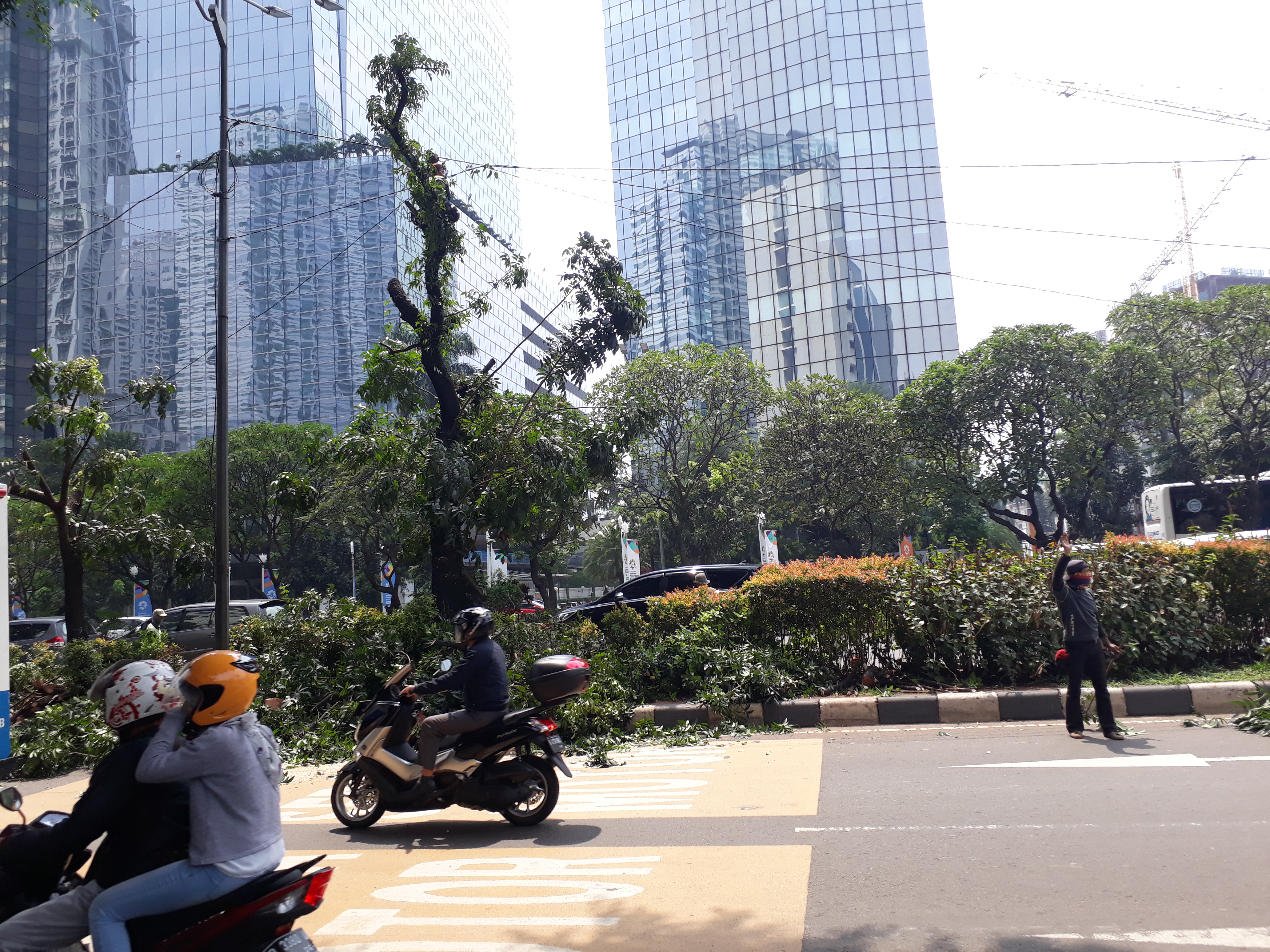 Pemprov DKI Mulai Pangkas Pohon di Jalan Sudirman-Thamrin