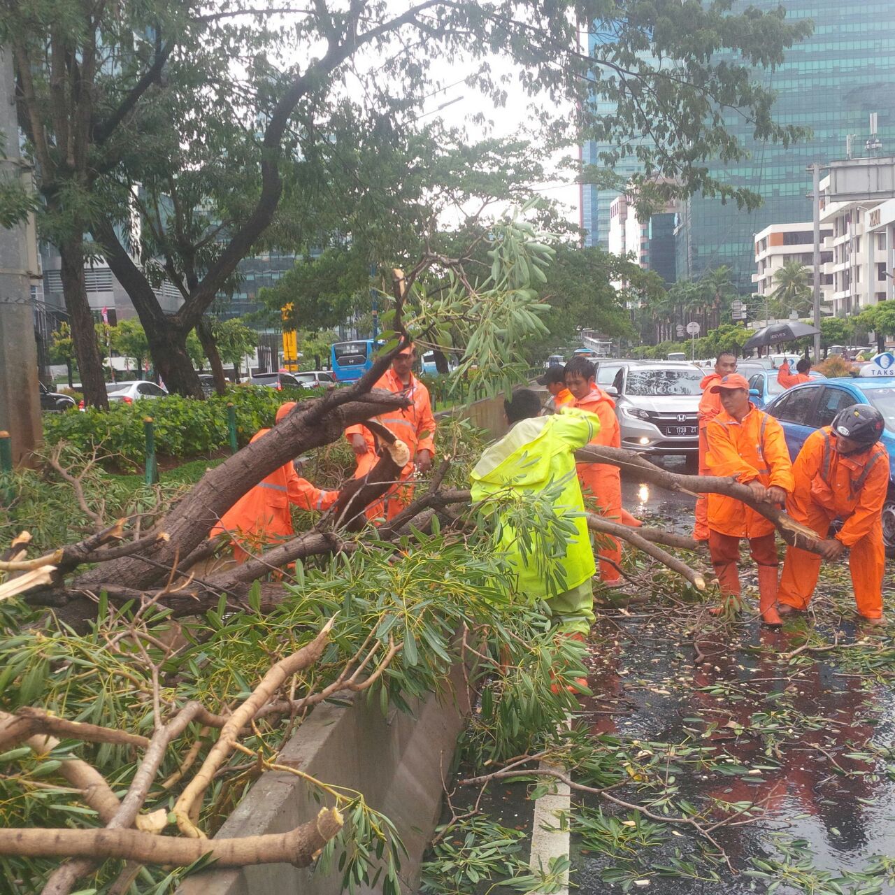 Hujan Deras Disertai Angin Kencang, Pohon di Jalan Rasuna Said Tumbang