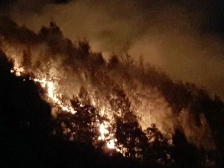 Hutan Gunung Semeru Terbakar