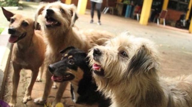 Melihat Anjing Liar, Mereka #BangkitDari Keterpurukan