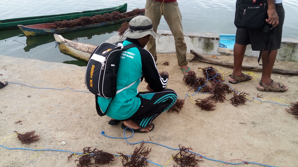 Warga Kepulauan Solomon Belajar Kelola Produk Rumput Laut dari RI