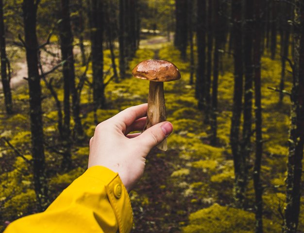 Jamur, <i>Superfood</i> bagi Kulit