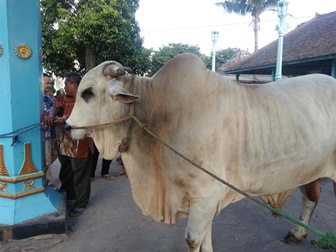 Ini Sapi Kurban Presiden Jokowi untuk Warga Solo