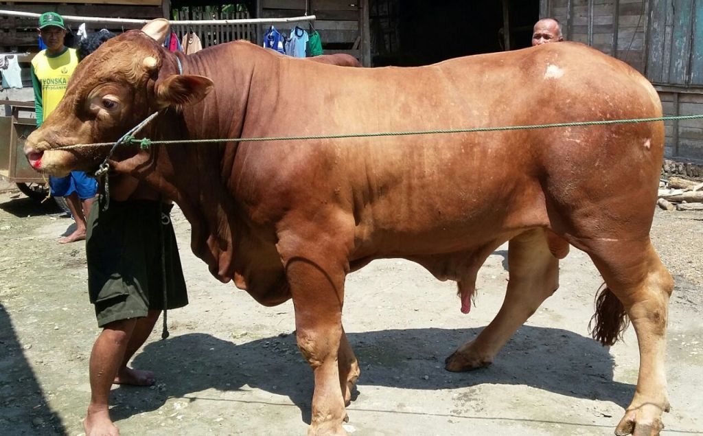 Jokowi Beli Sapi Kurban dari Peternak Jatim, Ini Penampakannya