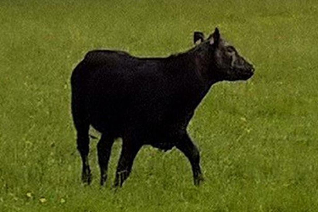 Kepala Sapi Tersangkut di Pohon, Petugas Pemadam datang Membantu