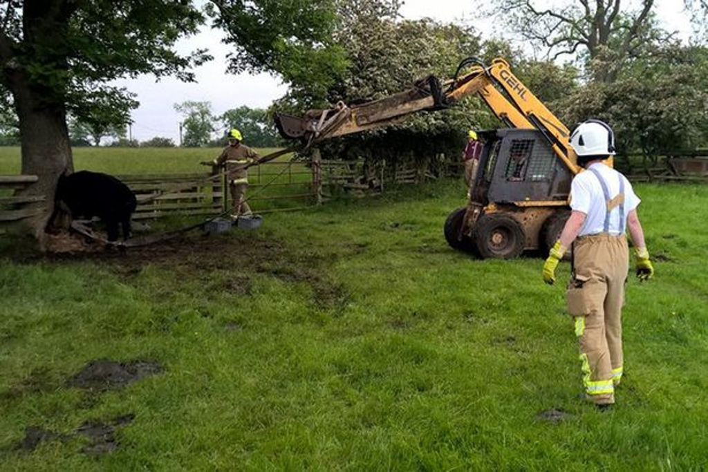 Kepala Sapi Tersangkut di Pohon, Petugas Pemadam datang Membantu