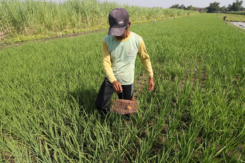 Kementan: 100 Ribu Hektare Sawah Hilang Tiap Tahun