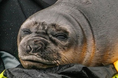 Imutnya Selfie Anjing Laut Bermata Besar Ini