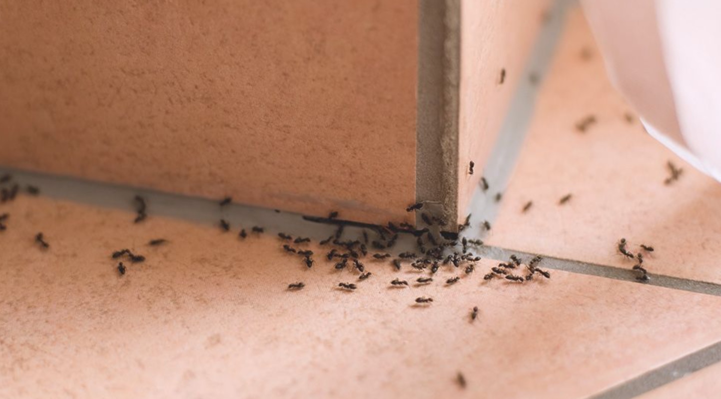 5 Cara Mudah Mengusir Serangga dengan Bahan Alami