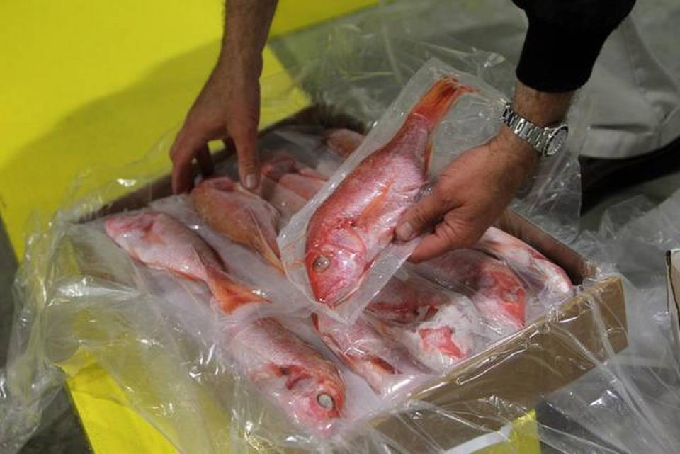 4 Jenis Makanan Beku yang Mengandung Nutrisi