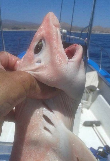 Ikan Alien Bertubuh <i>Pink</i> Kejutkan Nelayan Meksiko