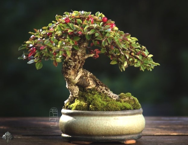 cara merawat bonsai