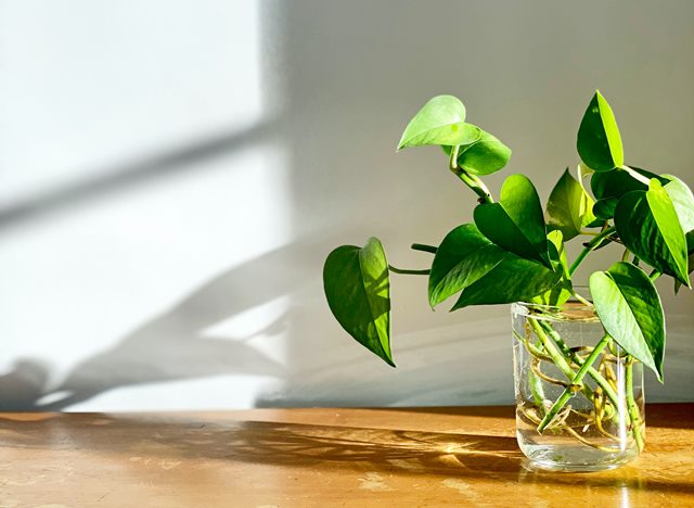 tanaman yang baik di kamar tidur