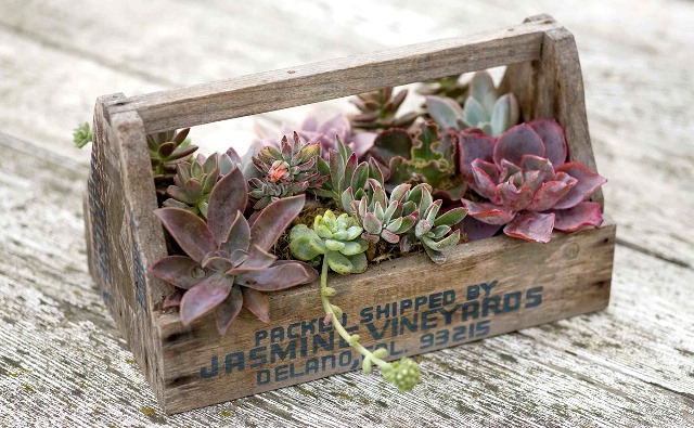 Cara Simpel Membuat Taman Succulent