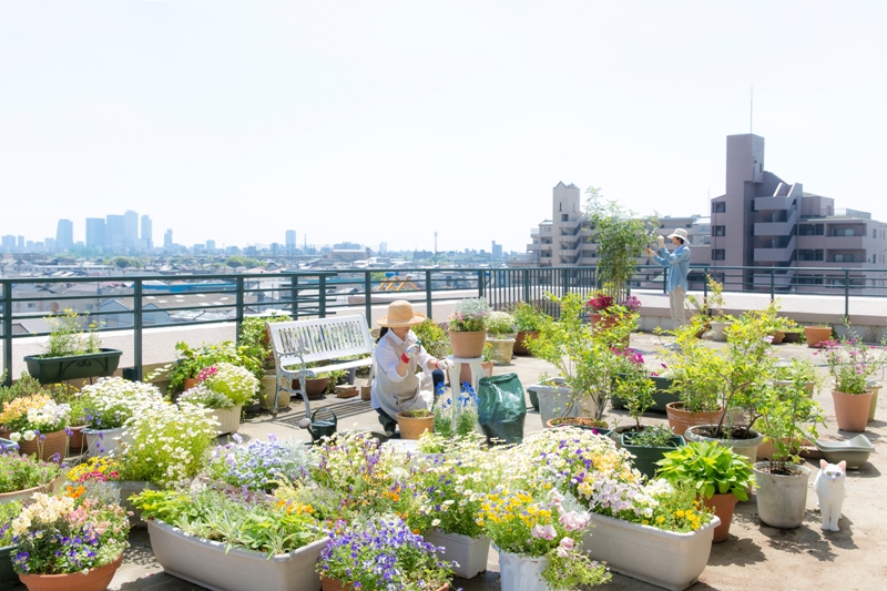 5 Cara Membuat <i>Rooftop Garden</i> di Rumah