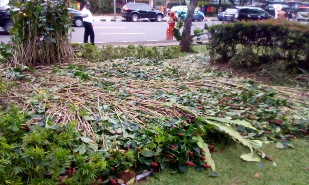 Tanaman di Balai Kota Rusak Diinjak-injak Demonstran