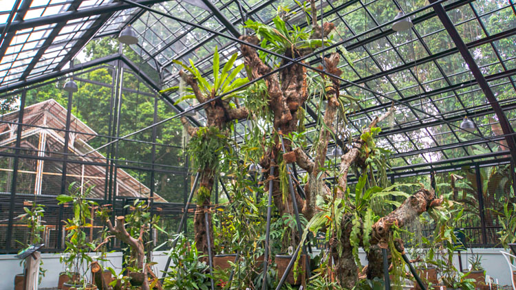 Taman Nepenthes di Kebun Raya Bogor. Website kebunraya.id