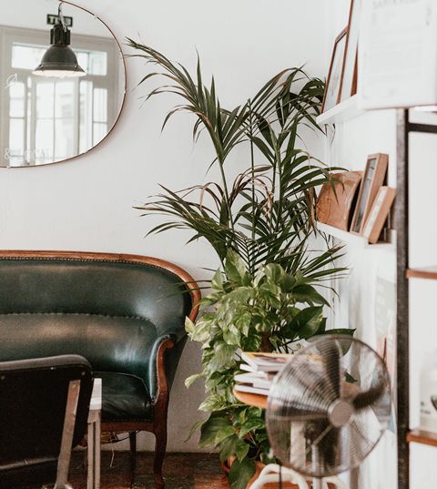 Desain Biophilic di Rumah 