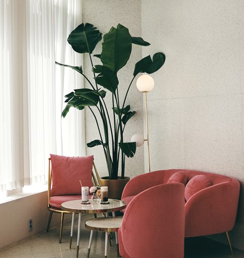 Desain Biophilic di Rumah 