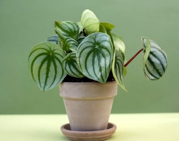 tanaman yang aman untuk