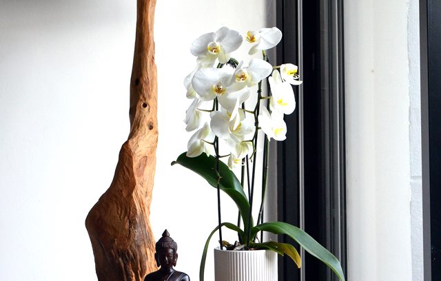 tanaman yang aman untuk