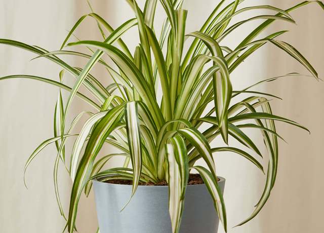 tanaman yang aman untuk