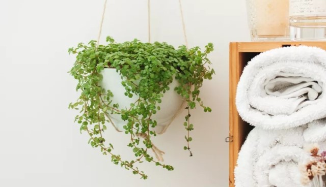 tanaman yang aman untuk