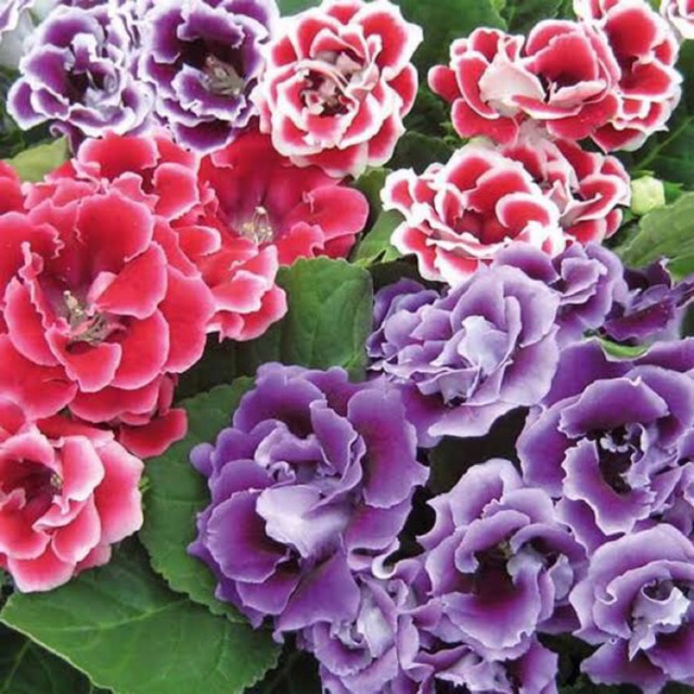 tanaman yang aman untuk