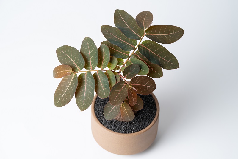 Phyllanthus Mirabilis