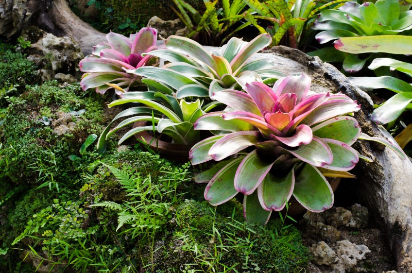 7 Tanaman Tropis Ini Cocok Disimpan Dalam Rumah
