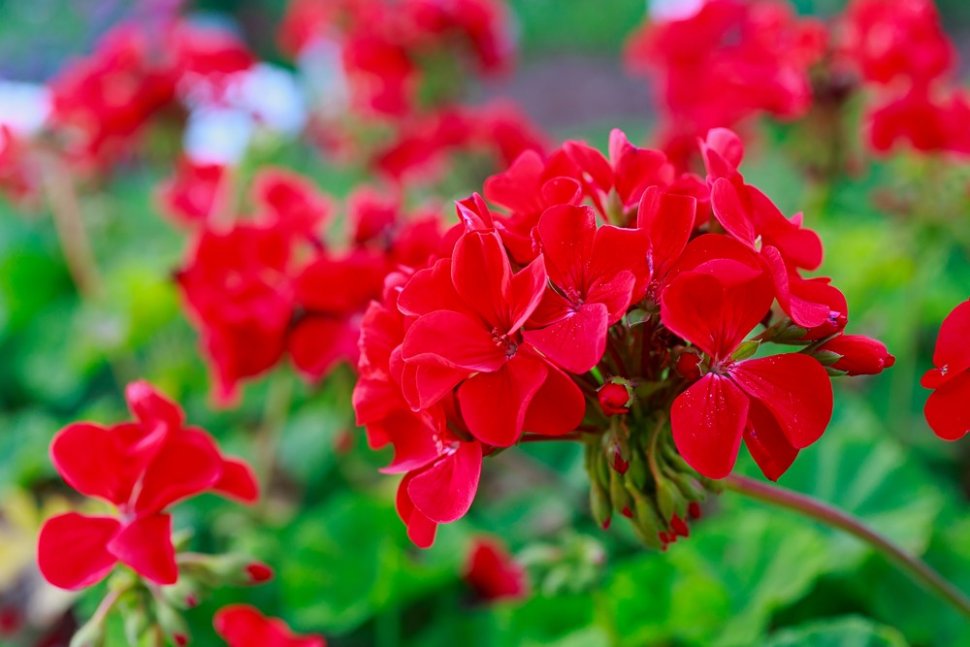 Berbunga Cantik, 5 Tanaman Ini Dibenci Nyamuk