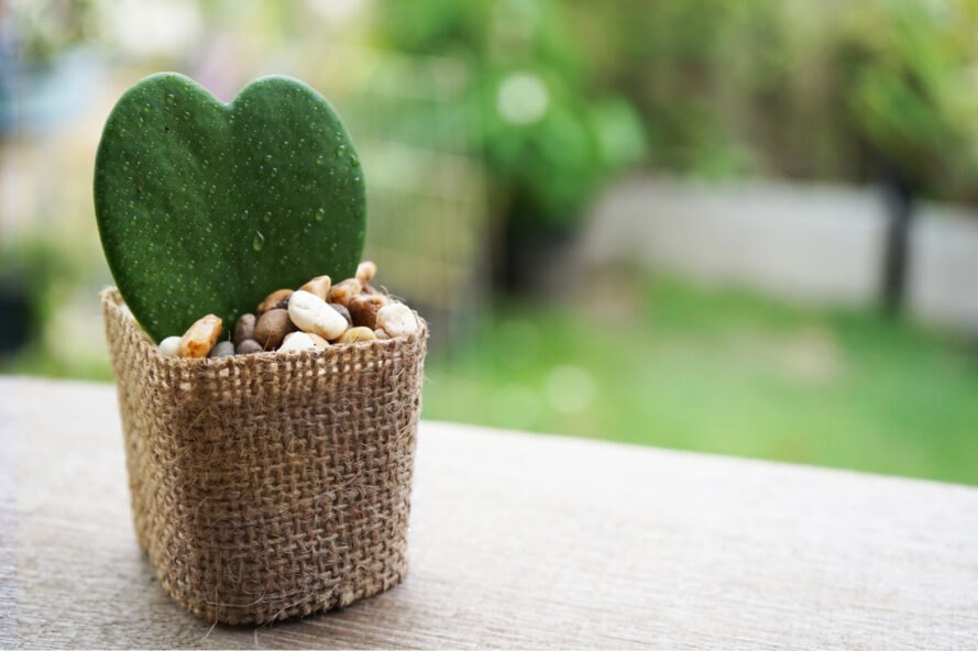 10 Kesalahan saat Merawat Tanaman Hias