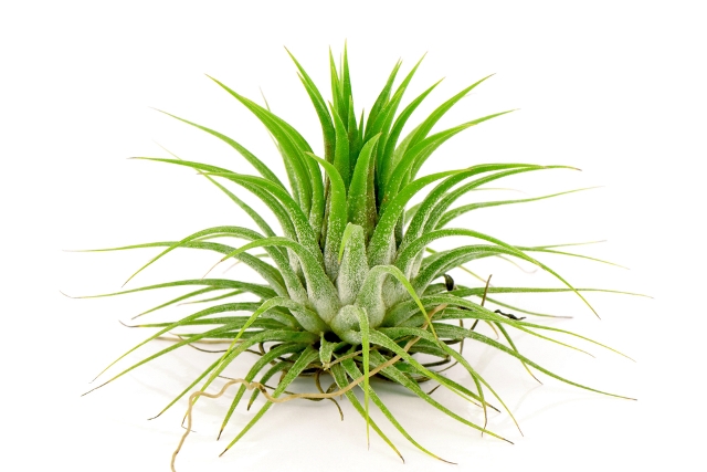 5 Tanaman Hias yang Cocok di Kamar Mandi