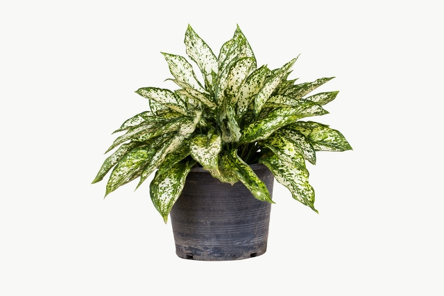 5 Tanaman Hias yang Cocok di Kamar Mandi