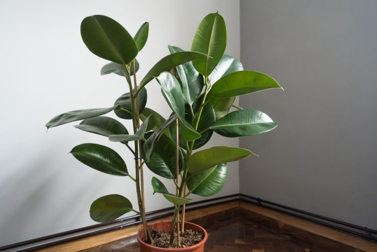 5 Tanaman Baik Menurut <i>Feng Shui</i>