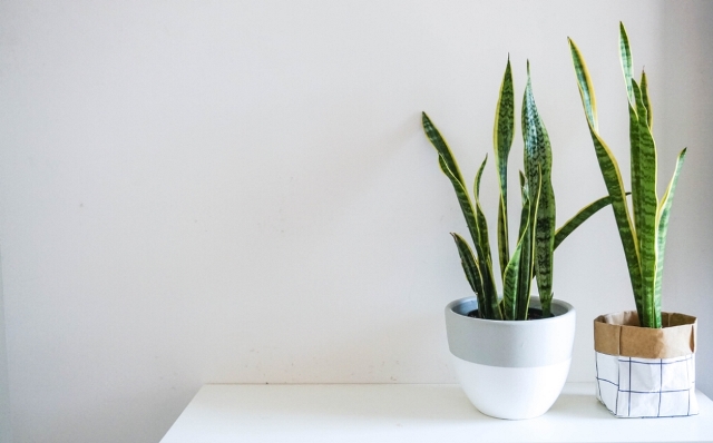 5 Tanaman Baik Menurut <i>Feng Shui</i>