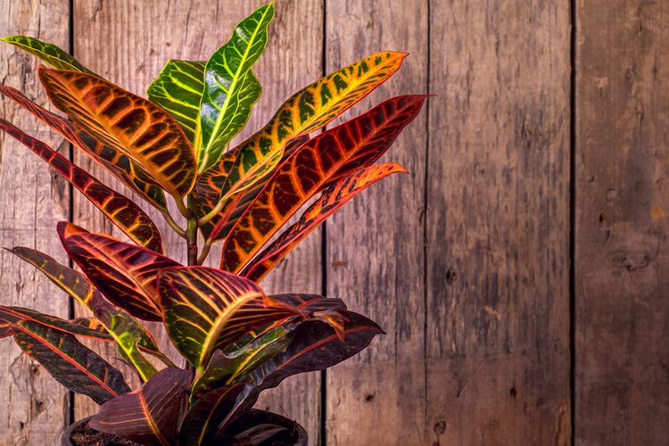 5 Tanaman Hias yang Mempercantik Area Balkon