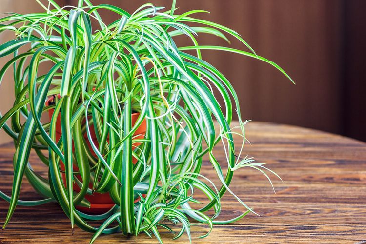 5 Tanaman Baik Menurut <i>Feng Shui</i>
