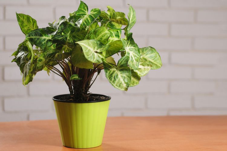Bukan Monstera, Ini 5 Tanaman yang Bakal <i>Booming</i> Tahun Depan