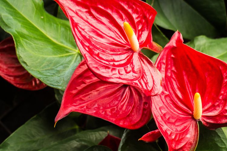 7 Tanaman Tropis Ini Cocok Disimpan Dalam Rumah