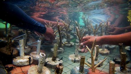 BTN dan Warga Karimunjawa Tanam Terumbu Karang
