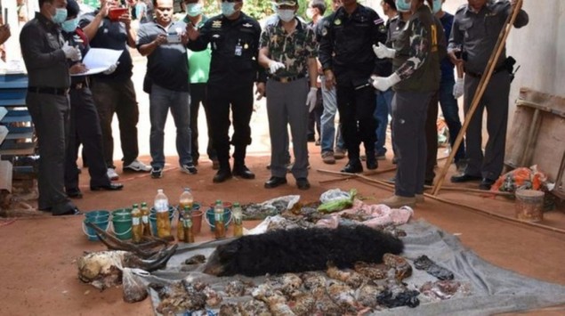 Diduga Selundupkan Kulit Harimau, Biksu di Thailand Ditahan